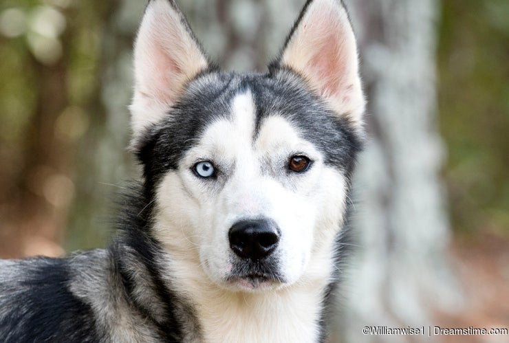 Siberian Husky Adoption Photo Session Dreamstime