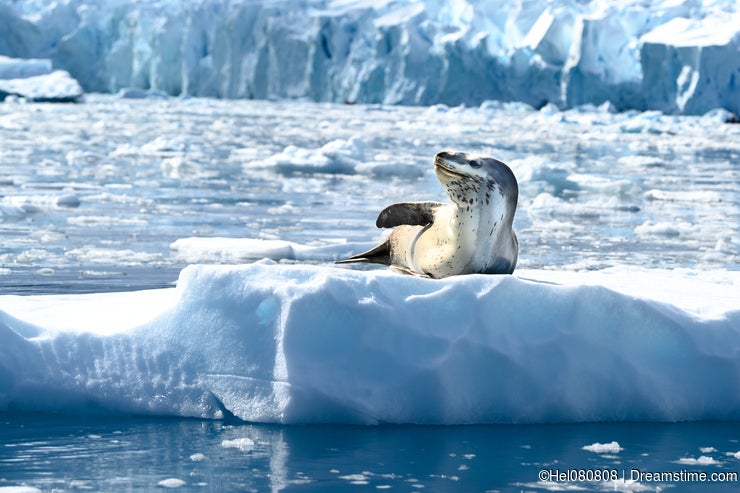 Care About Animals and Nature in Antarctica - Dreamstime Care About Animals and Nature in Antarctica - Dreamstime