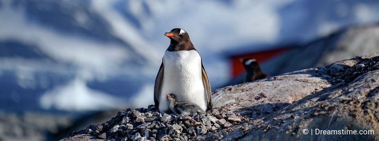 Care About Animals and Nature in Antarctica - Dreamstime