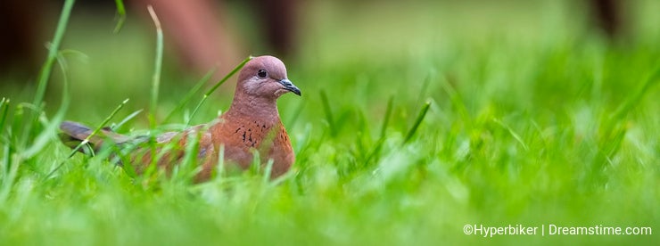 Laughing dove - Wikipedia