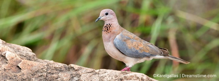 Laughing dove - Wikipedia