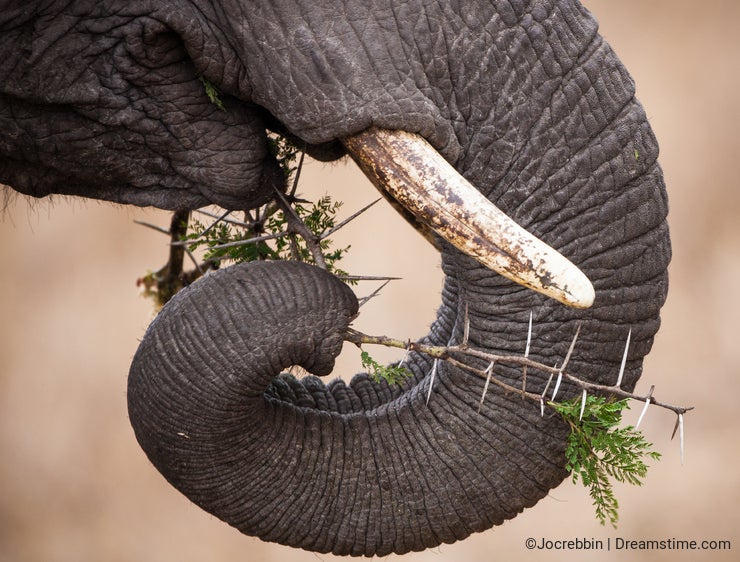 Appreciating Elephants in Photography - Dreamstime