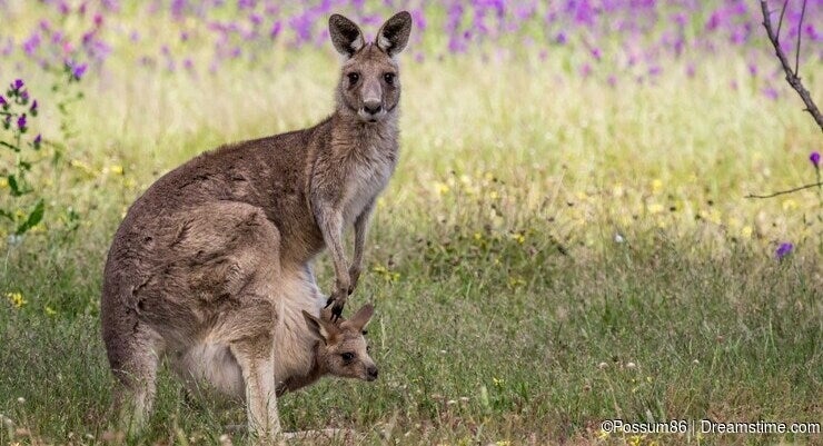 Australia's Top 10 Marsupials - Dreamstime Australia's Top 10 Marsupials - Dreamstime