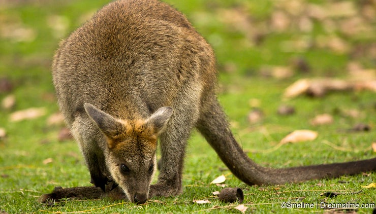 Australia's Top 10 Marsupials - Dreamstime