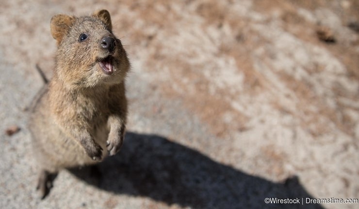 Australia's Top 10 Marsupials - Dreamstime Australia's Top 10 Marsupials - Dreamstime