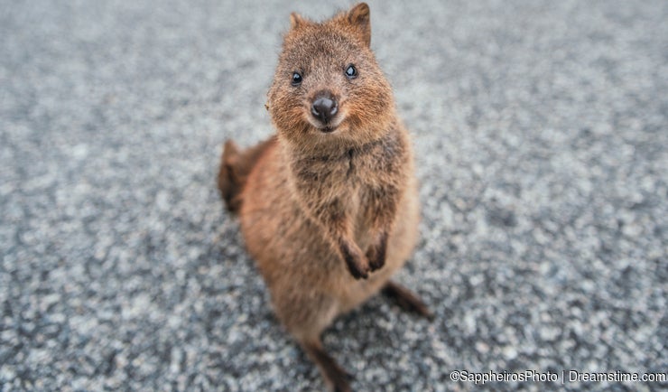 Australia's Top 10 Marsupials - Dreamstime Australia's Top 10 Marsupials - Dreamstime
