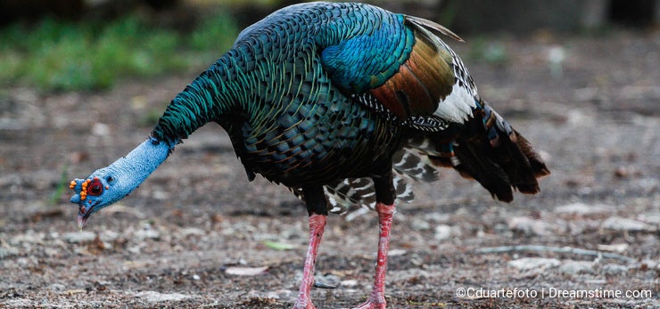 Wildlife: An Ocellated Turkey is seen in the wild in Peten, Guatemala