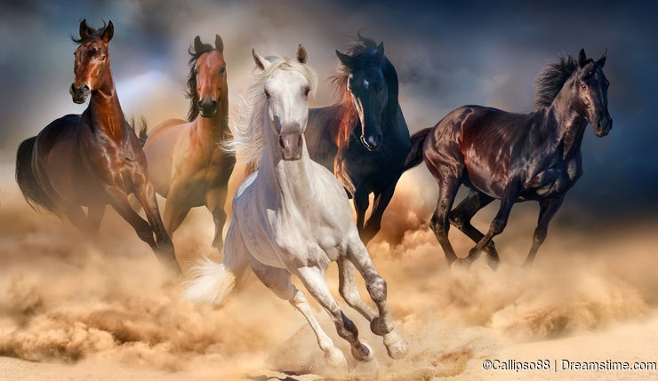 My Top 10 Favorite Horse Images on Dreamstime - Dreamstime My Top 10 Favorite Horse Images on Dreamstime - Dreamstime