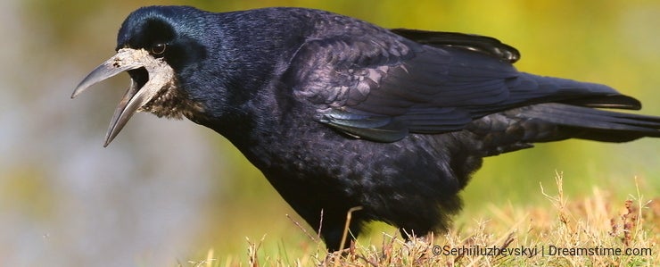 Rook, rooks (Corvus frugilegus), crow, corvids, songbirds, animals