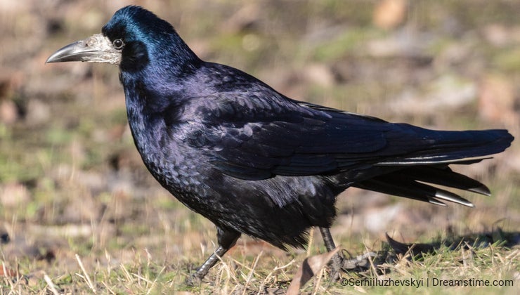 Rooks among the rocks, Birds