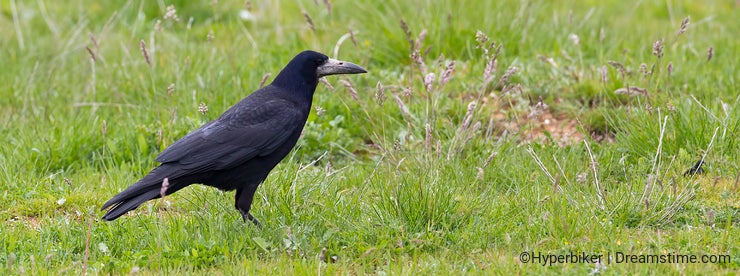 Rook Bird Facts  Corvus Frugilegus