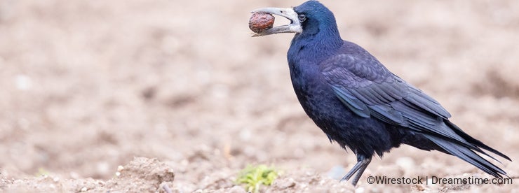 Rook - Bird Factfile