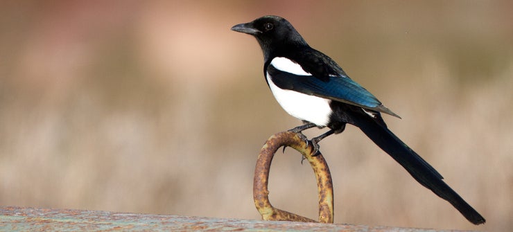 Get To Know The Birds Of Turkey - 120 - Eurasian Magpie - Dreamstime