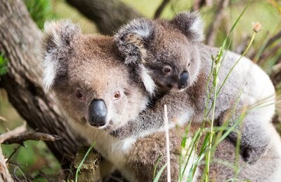Koalas: Australia's Furry Icons