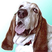 Thehound avatar