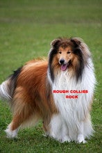 Roughcollie