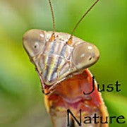 JustNatureChannel avatar