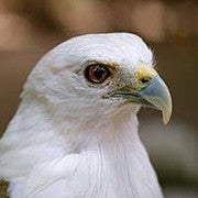 Hendraxaverius avatar