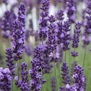 Lavandula1