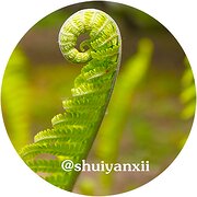 Shuiyanxii avatar