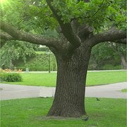 Lapjanis