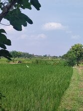 Ayurachman