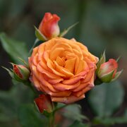 Irynalastochka avatar