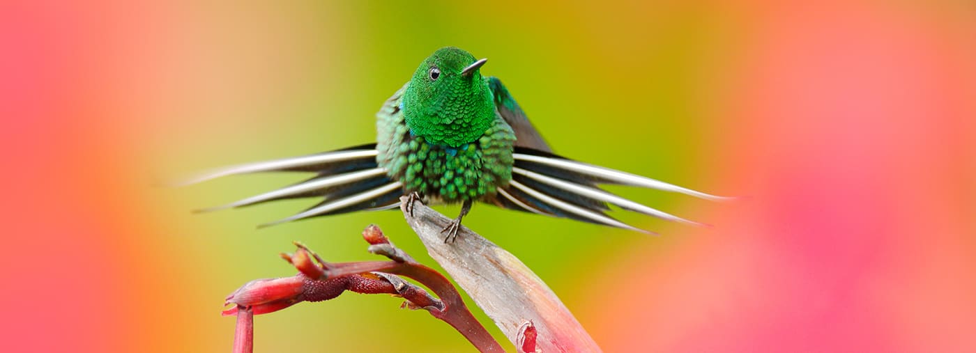 nice hummingbird green thorn tail discosura conversii with blurred pink and red flowers in background la paz costa rica art vi