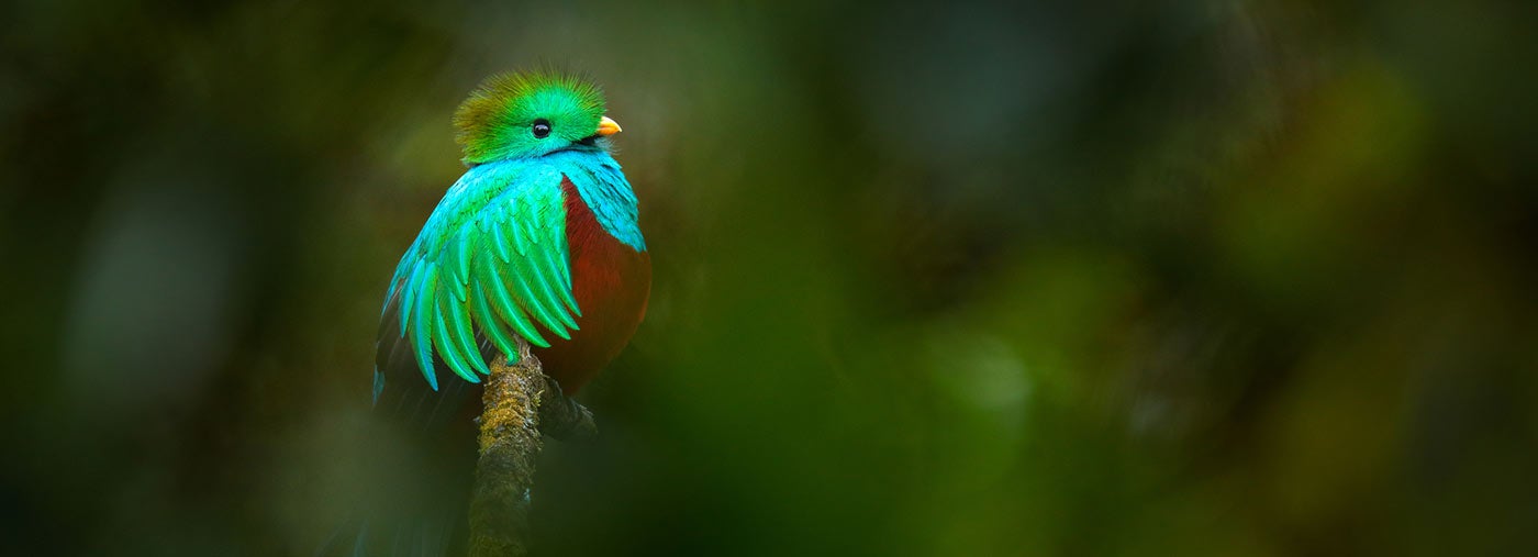 tropischer vogel quetzal aus guatemala pharomachrus mocinno wald mit unscharfen grünen wäldern im hintergrund großartiges