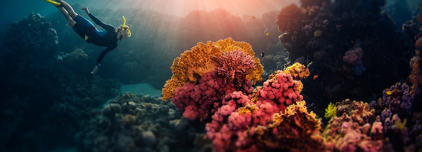 femme freediver le de nage sous marin et explore les récifs coralliens vifs l effet décalage d inclinaison s est appliqué