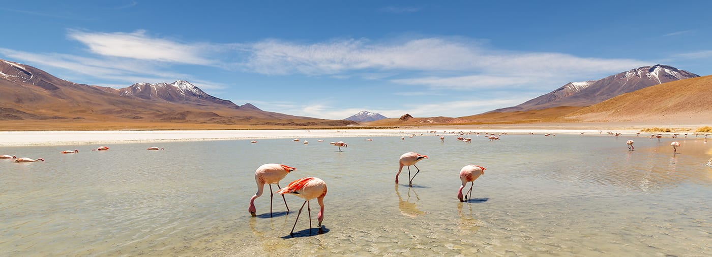 pinke flamingos an hedionda lagune in bolivien erstaunlicher panoramablick von rosa james der seelagune schöne landschaft des