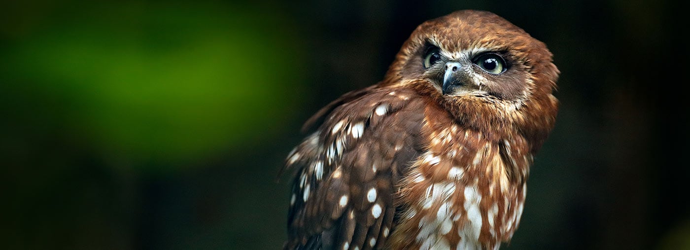 búho de madera de brown leptogrammica del strix pájaro raro de asia búho hermoso de malasia en el hábitat del bosque de la