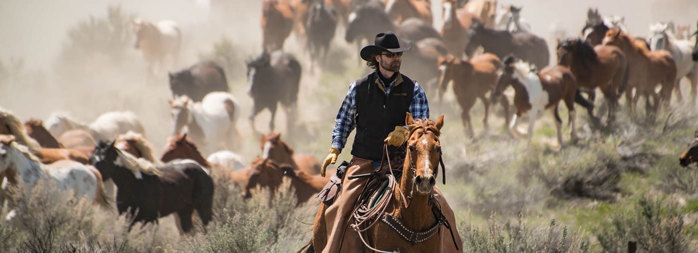 cowboy with black hat and sorrel horse leading herd at a gallop on annual sombrero ranch drive