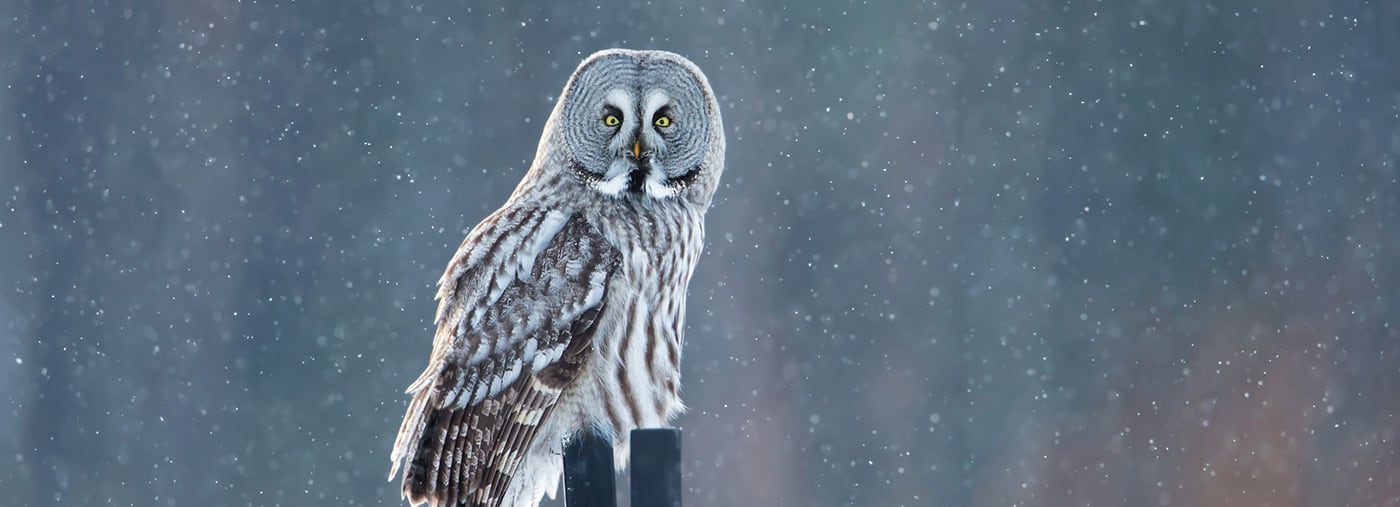 great grey owl sitting on the post in the falling snow great grey owl sitting on the post in the falling snow winter in finland