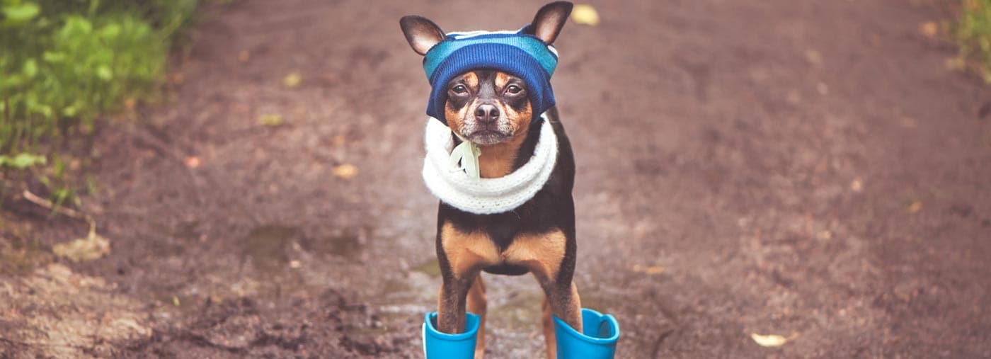 very cute puppy a dog in hat and rubber boots is standing puddle looking at the camera theme of rain autumn