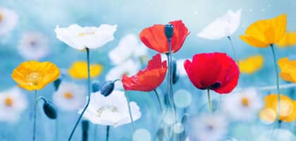 Image for category Nature