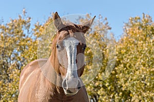 0003-Horse against Autumn Background