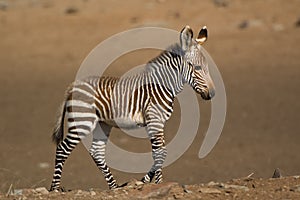 01-Cape Mountain Zebra