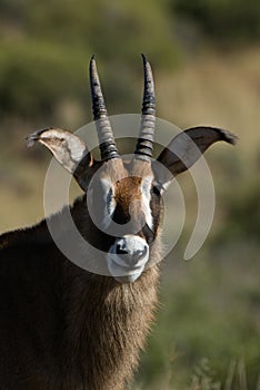 01-Roan antelope