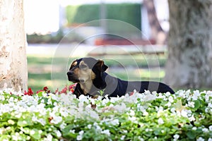 03-08-2023 Istanbul -Turkey: Dog Resting in the Flowers in Gulhane Park in Istanbul