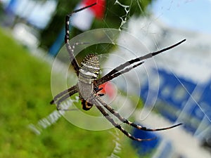 037 - Yellow Garden Spider Argiope Aurantia
