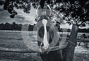 08.07.2021. Kragujevac, Serbia. horse grazes in a corral on a green meadow, green summer pasture.