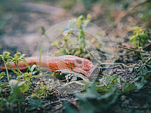 08.10.2022. Kragujevac, Serbia. Outdoor photoshoot in the countryside, landscape scenery. Slug in selective focus