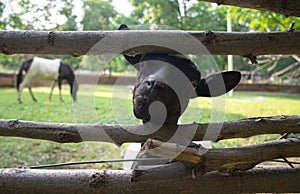 09.10.2022. Kragujevac, Serbia. Domestic animals in petting zoo. Farm animals in selective focus, fluffy goats