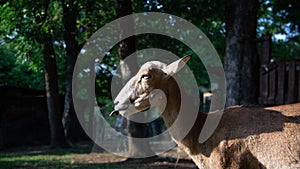 09.10.2022. Kragujevac, Serbia. Domestic animals in petting zoo. Farm animals in selective focus, fluffy goats