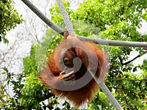 0rangutan (Pongo borneo) hanging from a rope