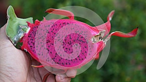 1/2 red flesh dragon fruit closeup