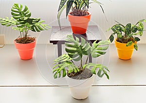 1:6 scale potted plants on a 1:6 scale table