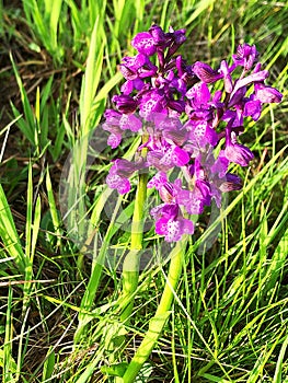 1 Anacamptis morio or Green-winged orchid