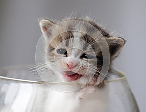 1 baby cat kitty in glass bottle